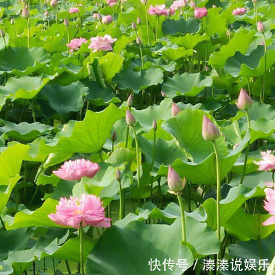 做饭|最不喜欢做饭的三生肖女，天生怕麻烦脏乱，宁可出去吃也不做饭