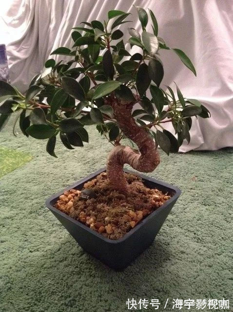 土壤|养几年的盆景植物在早春的时候没有移栽，那真是亏大了