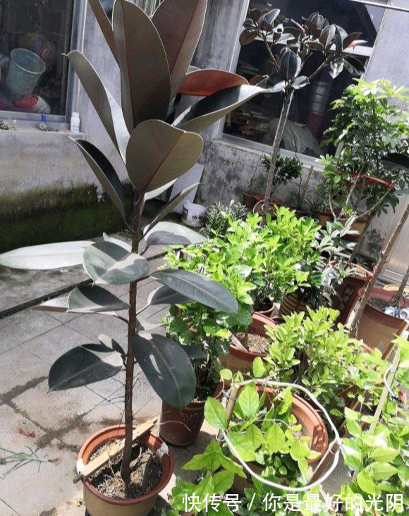 橡皮树“一枝冲天”咔嚓一刀，满枝新芽冒，变成“老树桩”