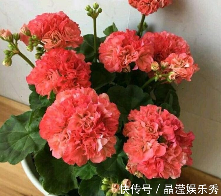 4种花美的出奇，好养又漂亮，连年开花，能养一辈子