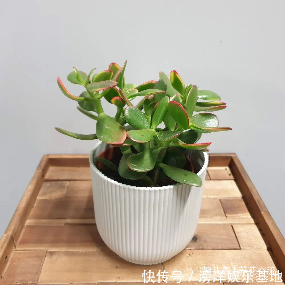 仙客来|勤养鱼,懒养花,10种要粗养才长得好的室内盆栽
