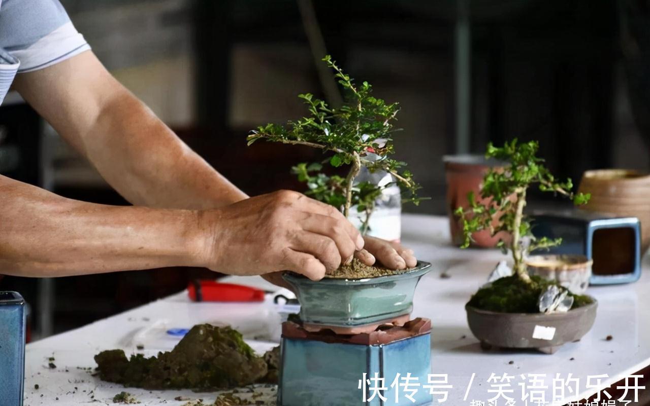 5个养花的基础技能,只有熟练的掌握和灵活的运用,才能养出好花