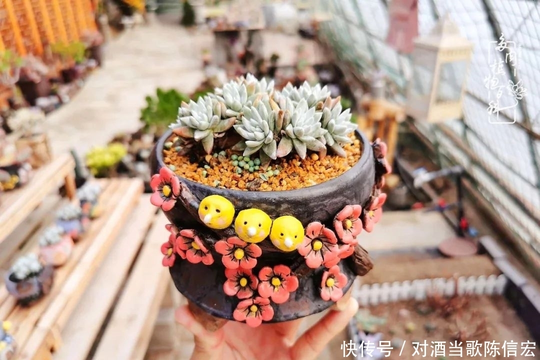 多肉桃花源:别人笑我太疯癫,我笑他人看不穿!