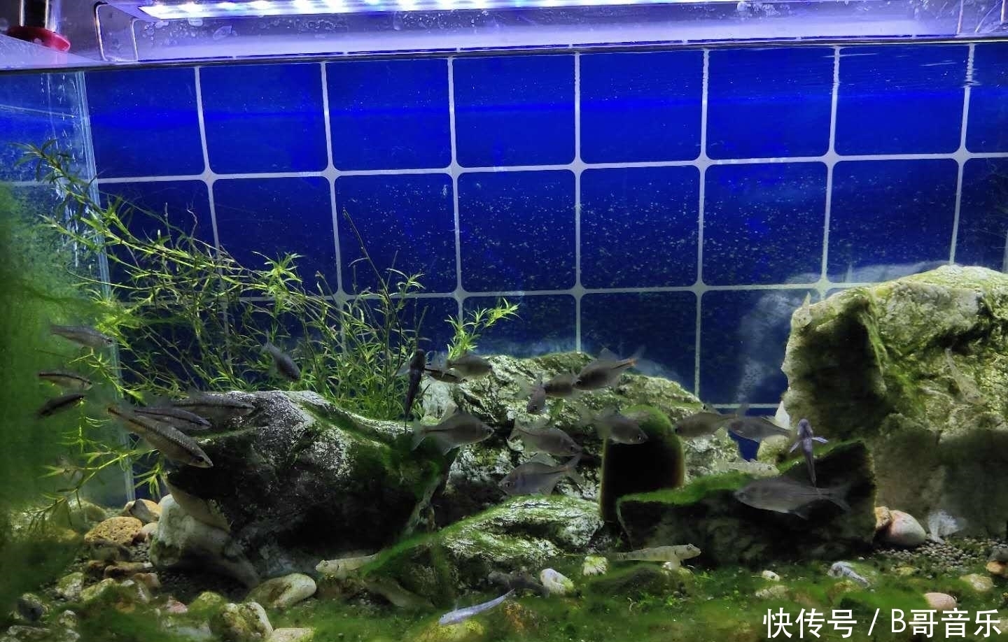 15cm迷你小鱼缸造景