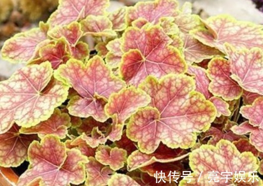 月季花|此款植物最耐寒，适合秋冬养殖，花艳易爆盆，开花一簇一簇，超美