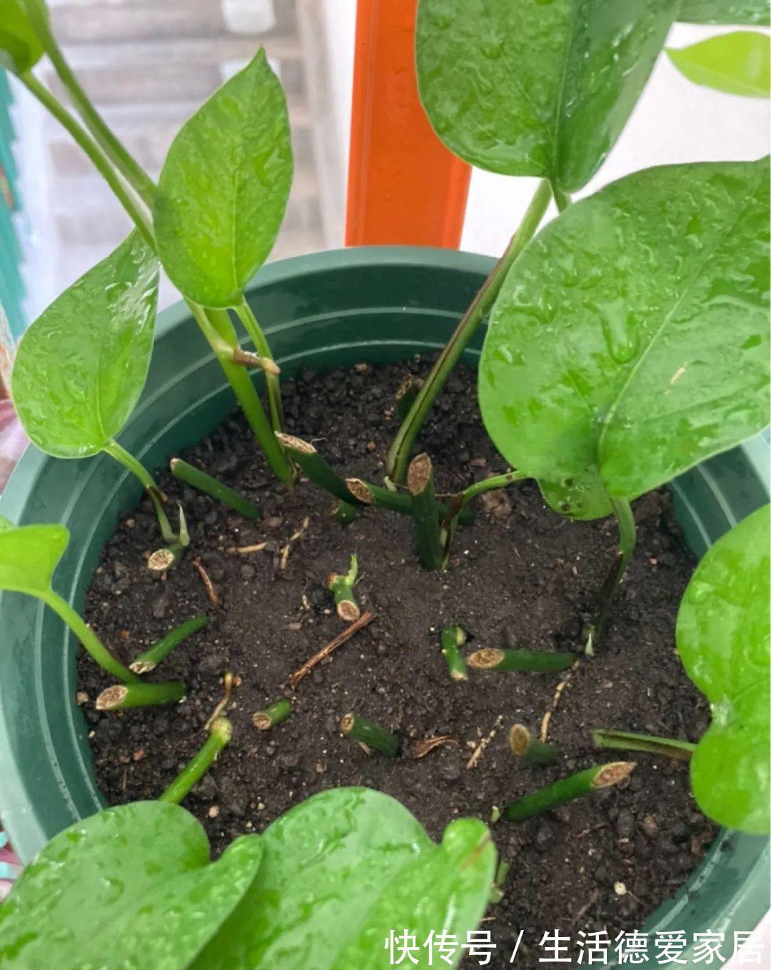 绿萝穷养,兰花富养,才能养成宝贝,你真的懂吗?