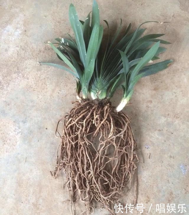 1盆君子兰,春天一处理“变10盆”,家里阳台摆满了