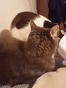 |搞笑GIF:虽然知道笑别人不好 但我实在是没忍住