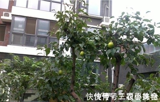 猕猴桃|阳台不要塞一大堆花盆了！学聪明女人种果树，好看又好吃