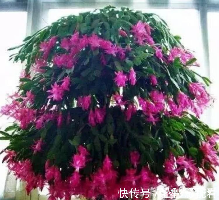 映山红|几种花特适合养阳台,人见人爱,美不胜收,花美心情好!