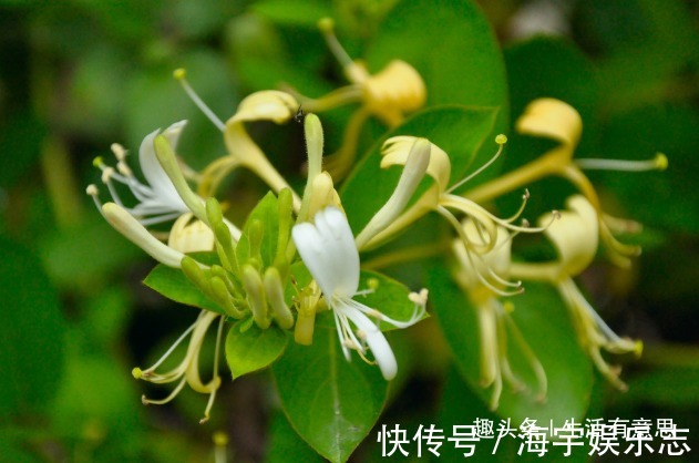 乐开花|阳台上种点“金条”好不教你几招,年年爆发,乐开花!