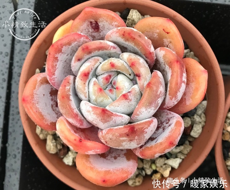 新手养多肉,看一看捏一捏,轻松掌握浇水,不必再用“3年功”