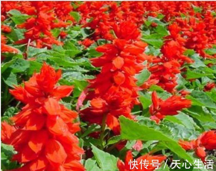 几种花卉美过玫瑰,一年四季花开不停,简单易成活