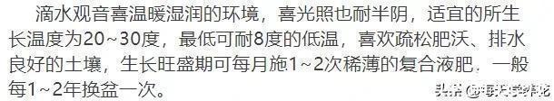这六种花都是“毒花”，家里有老人、小孩、孕妇的，千万要慎养！