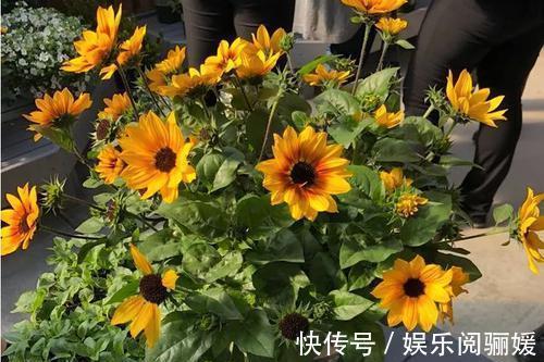 观赏价值|花色繁多易爆盆,四季花开不断,满屋飘香,好养易活胜菊花