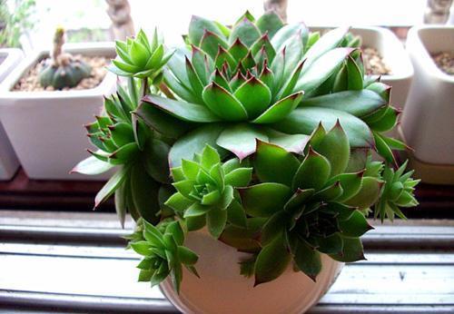 侧芽|养多肉观音莲,做好三件事,上色美冒新叶,憋出一圈侧芽