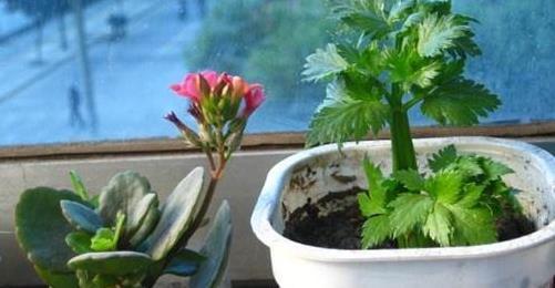 韭菜|3种蔬菜,吃剩下的“菜头”不要扔,往盆里一种,种出蔬菜小盆栽