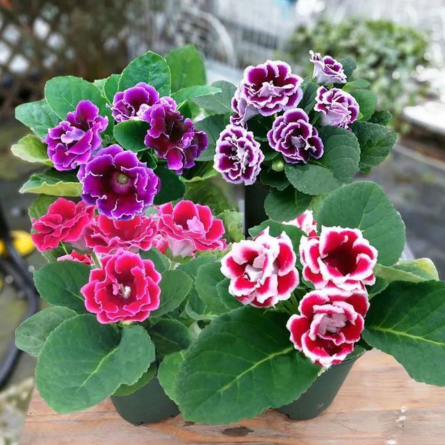 夏天这8种花不用买，叶子丢进花盆里，嗖嗖长白根