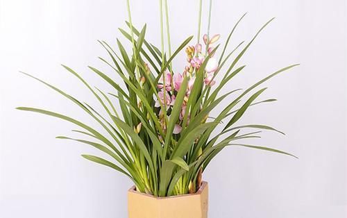 兰花|蝴蝶兰和兰花养护方法有差别，了解这三点，养哪一种也不难