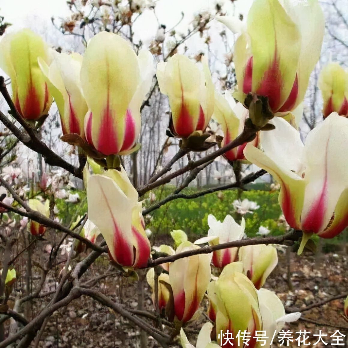 家门口种棵“吉祥花”,满树都开花,还有“镇宅”好兆头