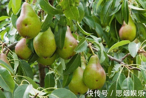 雪梨|高血压最好避免4种水果,吃一口血压飙升,别儿戏生命!