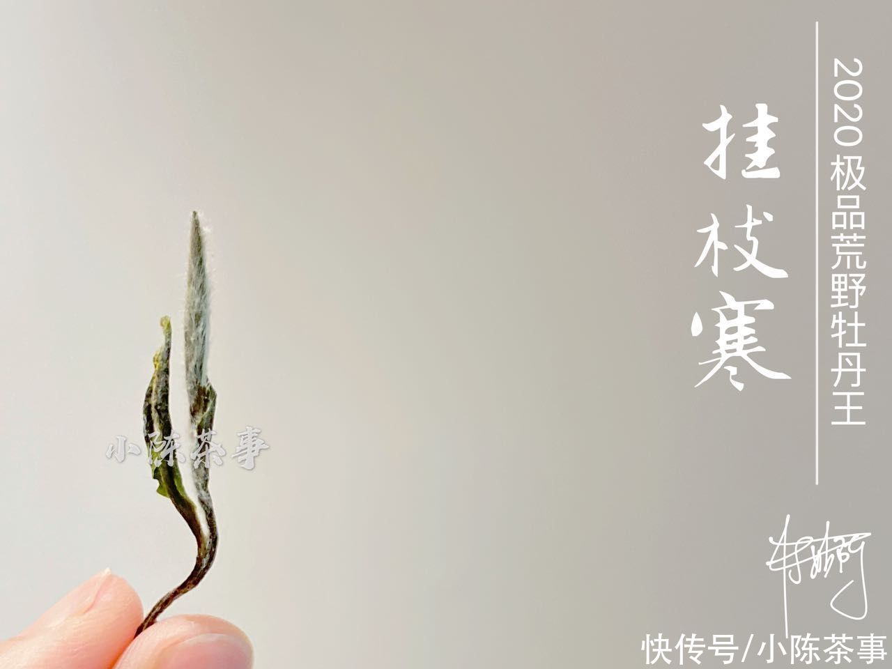 茶梗|谷雨白牡丹、小雪牡丹、巧克力味白茶，听着高大上，实是劣质品