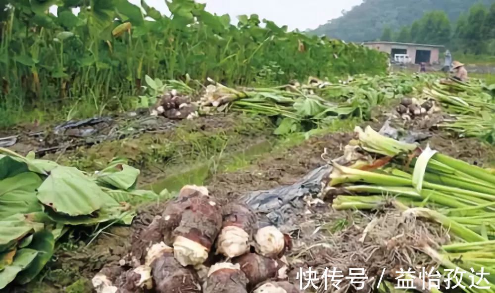 中老年人|米饭中加个宝，血压、血糖、血脂蹭蹭降下来，可惜知道的人不多