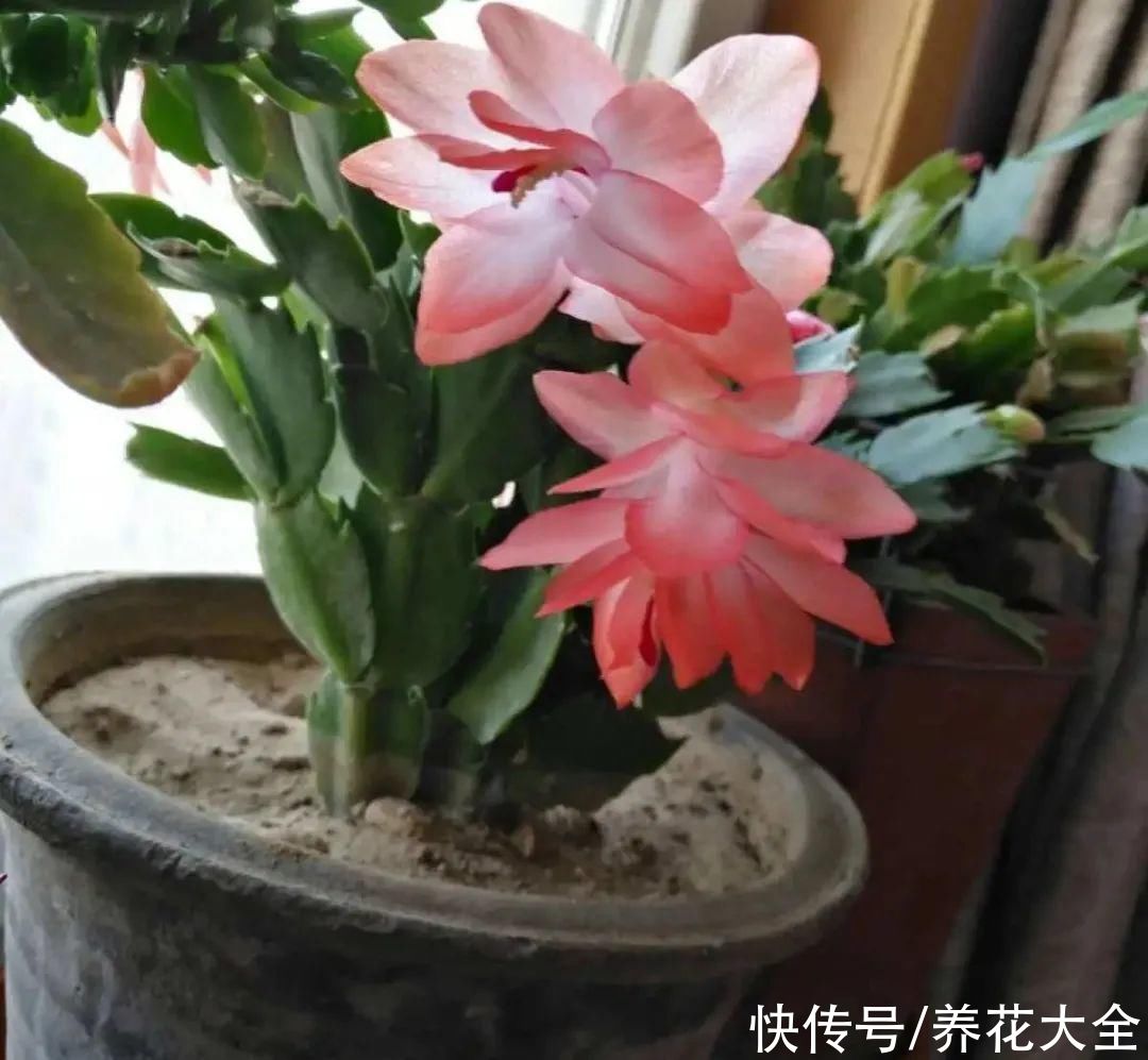 天热了，8种花要休眠，要少浇水