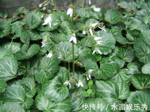 植物蛋白|女人不想大肚子,水桶腰,摘点野草,晒干泡茶,养肝,还能美白