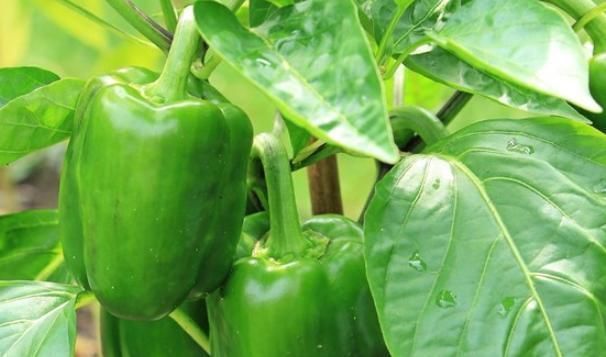 养生|夏天吃青椒好处多，但是不能和两种食物同食，快告知家里人