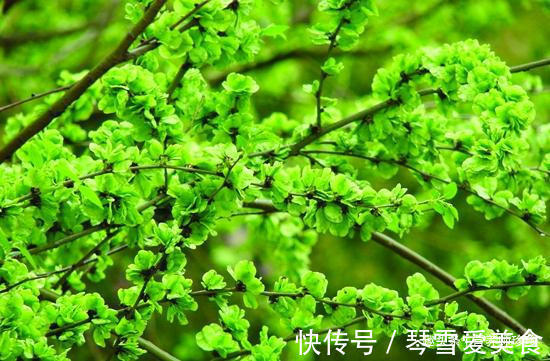 香椿芽|春天吃野菜，春芽最好吃，7种树上的春芽，好吃又营养，你可吃过