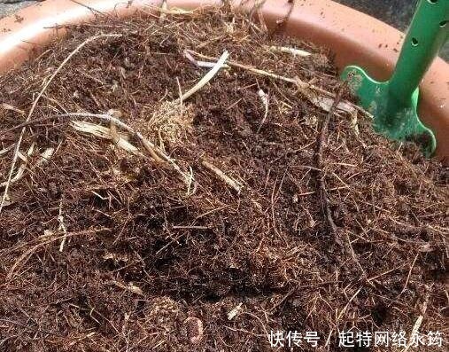 路边捡一把扔到花盆里,土壤肥的流油,根壮不腐烂,3年不用换土