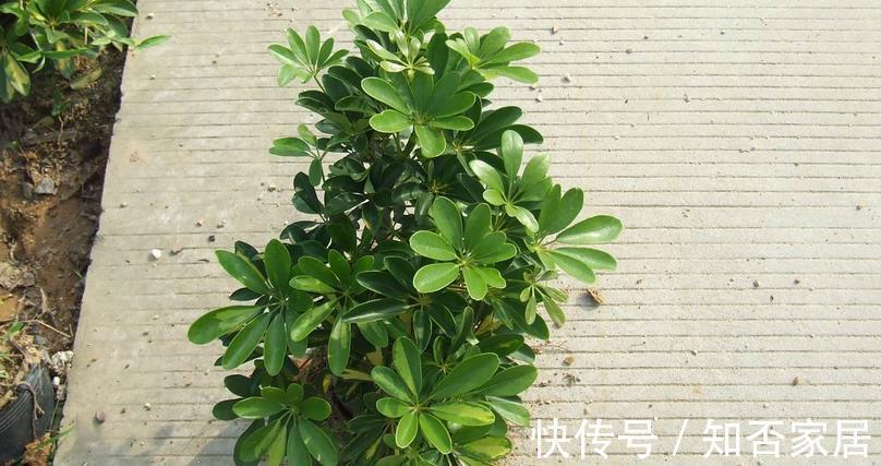 花土|家庭盆栽,养鸭掌木,多注意3点,打理简单,枝叶长得旺