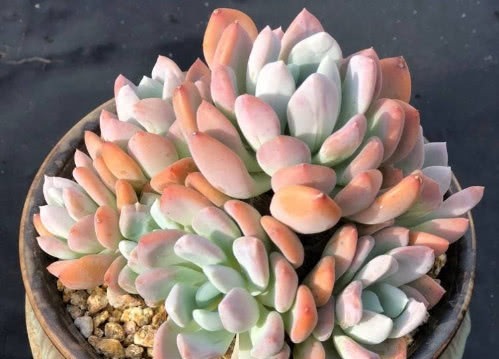 多肉红卷叶怎么养教你3个小妙招,养出鲜红绚烂的红卷叶