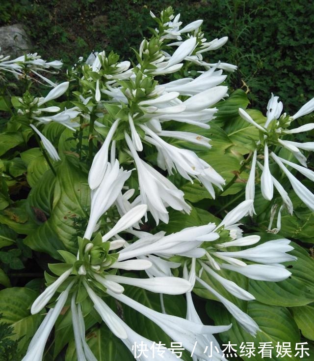 开花|冬天庭院里也能养花,玉簪特耐寒,下雪也能开花