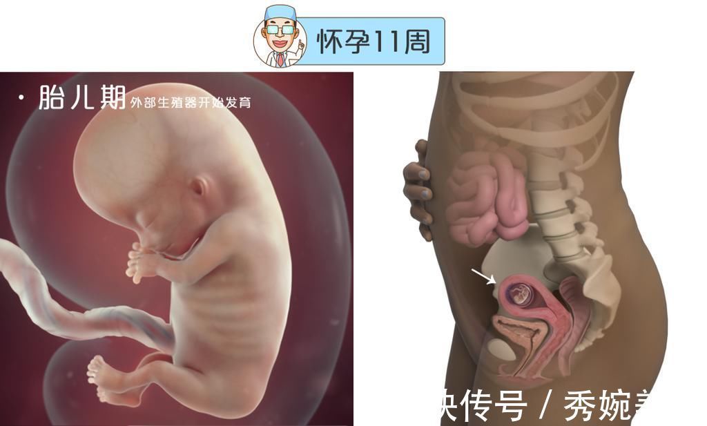 怀孕|最全的怀孕周期图鉴,感受从受精卵到婴儿的神奇变化!