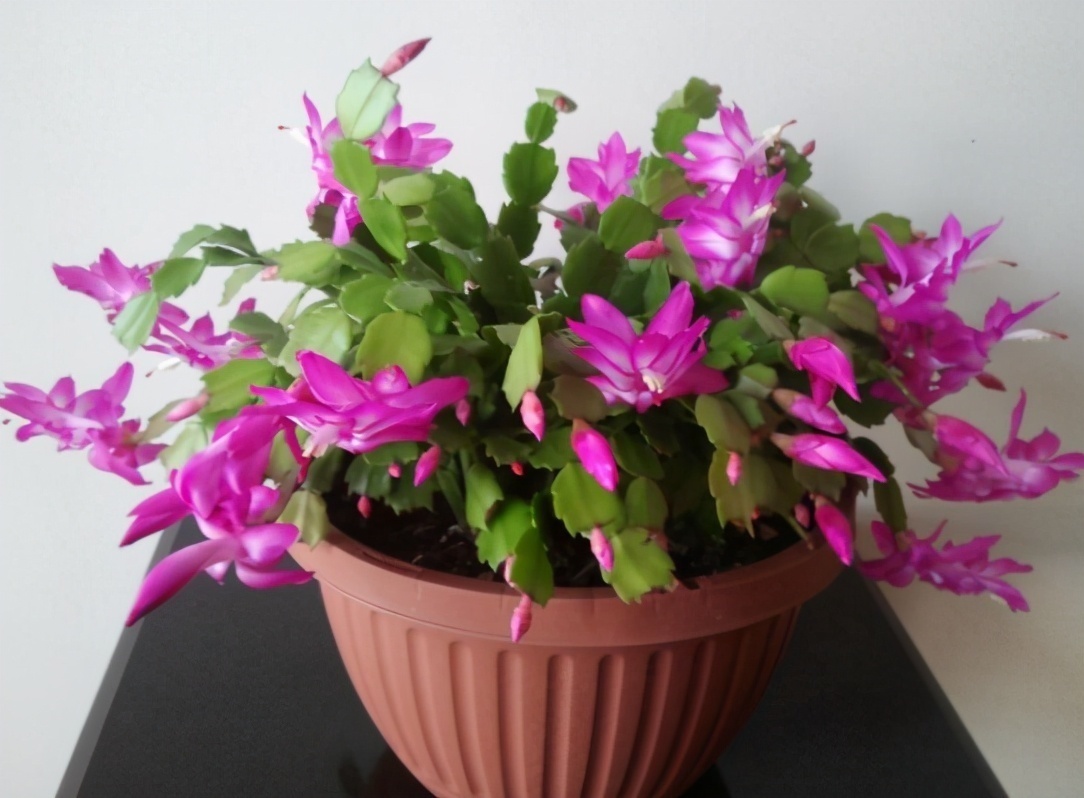 蟹爪兰夏季要“休眠”,三件事不能做,不然叶子打蔫,严重会烂根