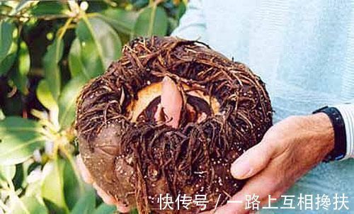 苦瓜|糖尿病别害怕,一定要多吃“降糖4君子”,可以稳定血糖难升高