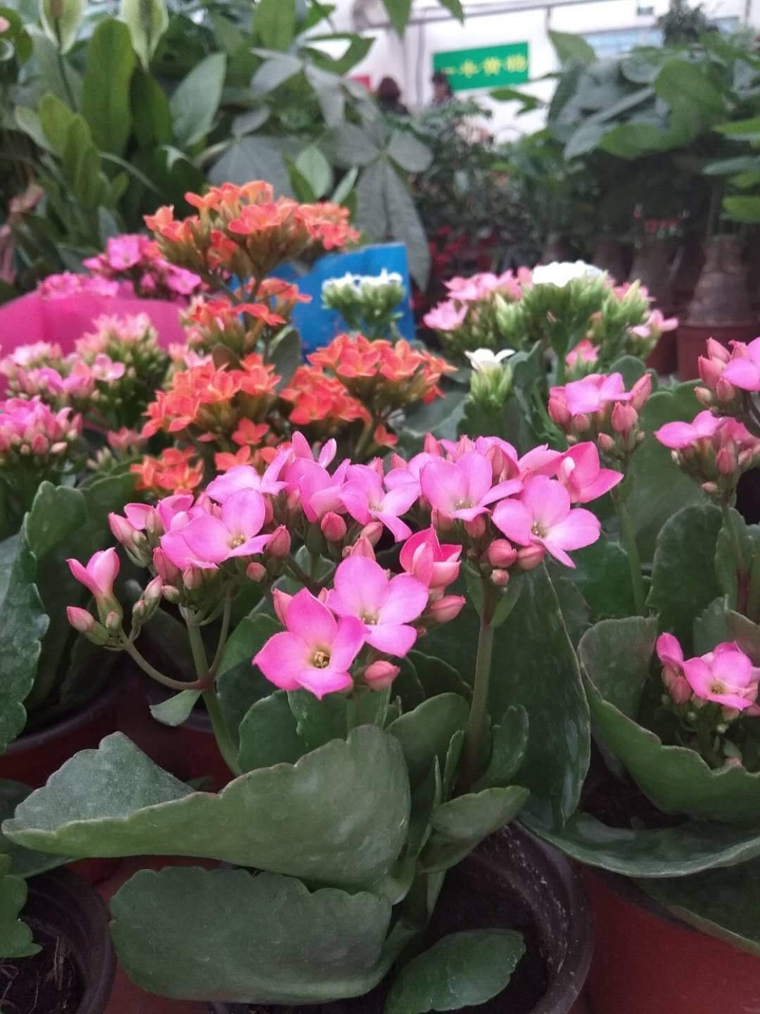 冬天养花，千万别不舍得摘心，摘完才能平安过冬