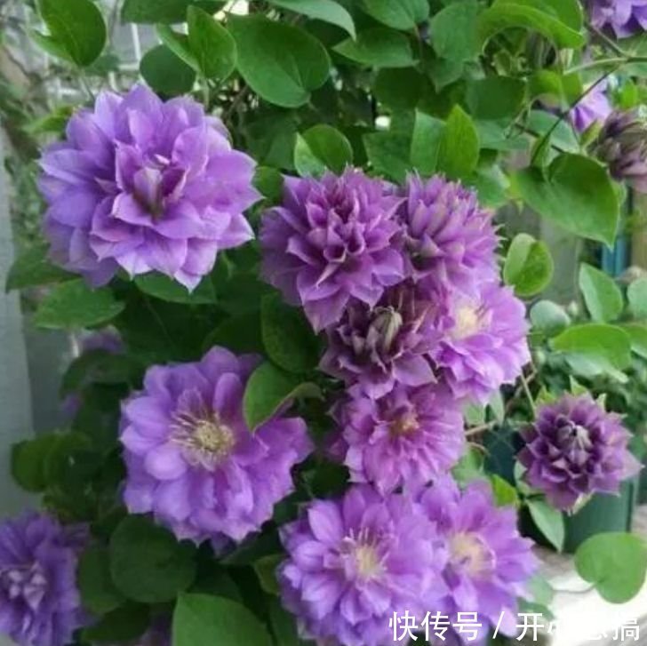 4种花自带财运,家里养一盆,开花就爆盆,不易生病好养护