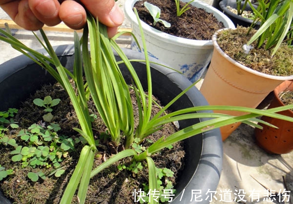 兰花瘦弱不长芽?4个细节做足,根系旺,品相好,新芽挤满盆