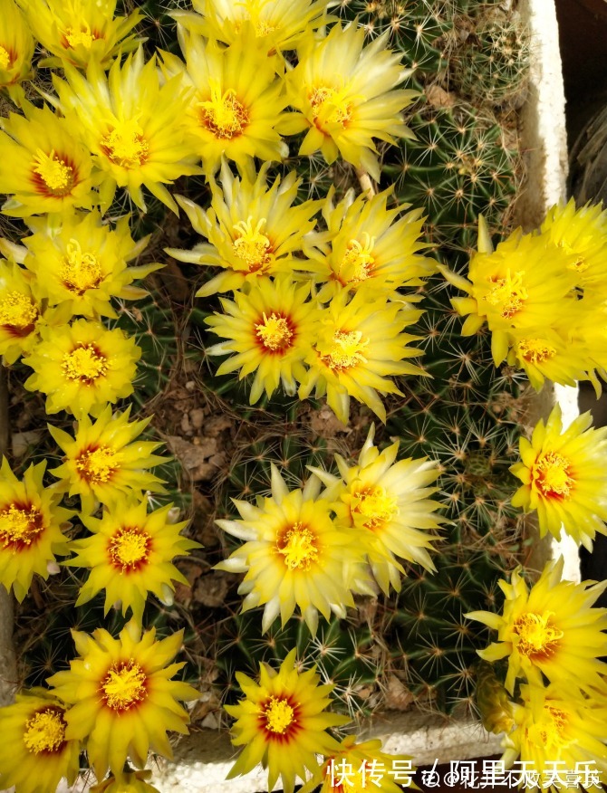 开花的仙人球，刷一下、结籽千千万，撒土里冒一盆苗！