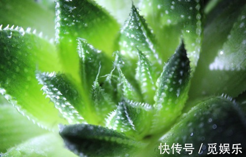 几种适合养在盆栽的多肉植物,好看又好玩,浇水就能爆盆