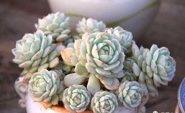 6种多肉,夏天“娇滴滴”,浇水抖抖手,空盆一大半