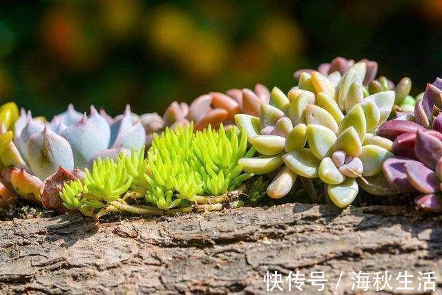 小花|早知道多肉“叶插”是这样,我也不至于都养死,花了太多冤枉钱