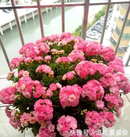 长寿花常年开花少?老花匠教你两招,花苞“呼呼长”,轻松开爆盆