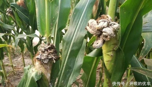 玉米上的这种真菌，被称作“天然黑松露”，价值高，农村懂得很少！