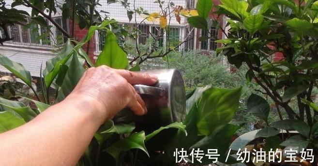 还在用淘米水浇花，兑上3种料，养花效果太棒了，你了解嘛