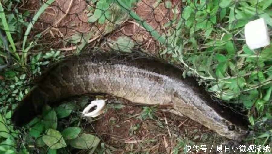 钓法|难道这才是黑鱼一次次上钩的原因？果断尝试这新钓法，彻底服了