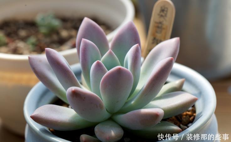 根部|出现这4种状况,就该给多肉换盆了,别犯懒!